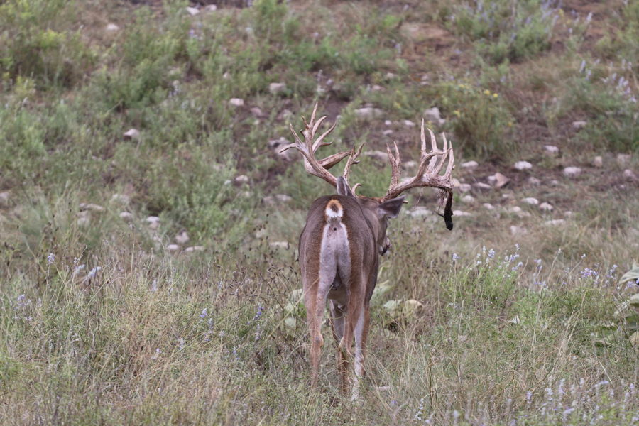 PM Guiding Service hunt photo