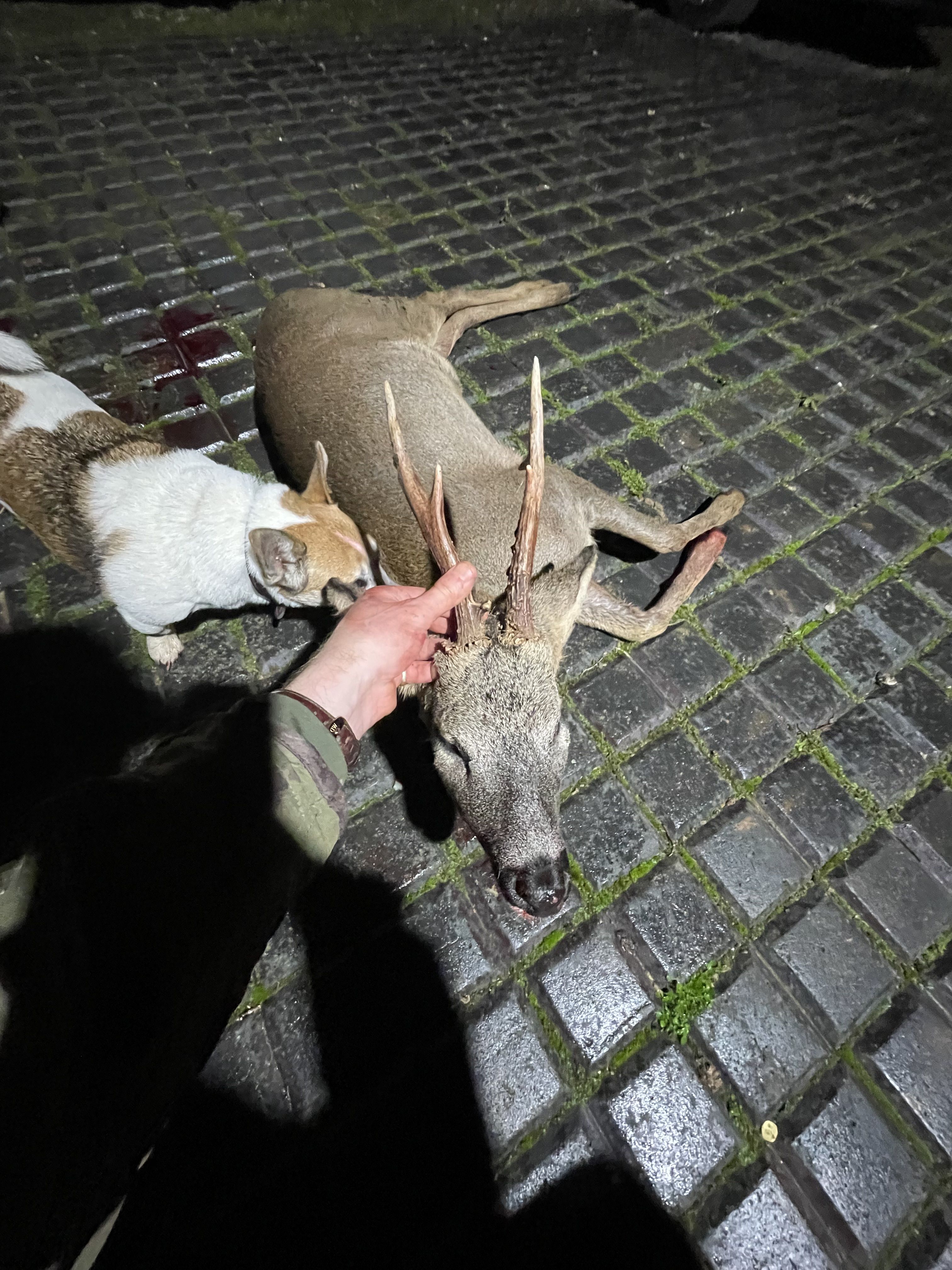 Roe Buck