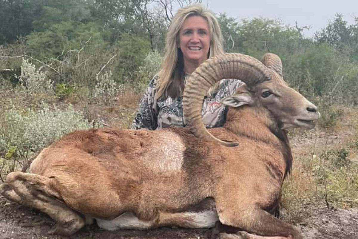 Trophy aoudad ram, West Texas