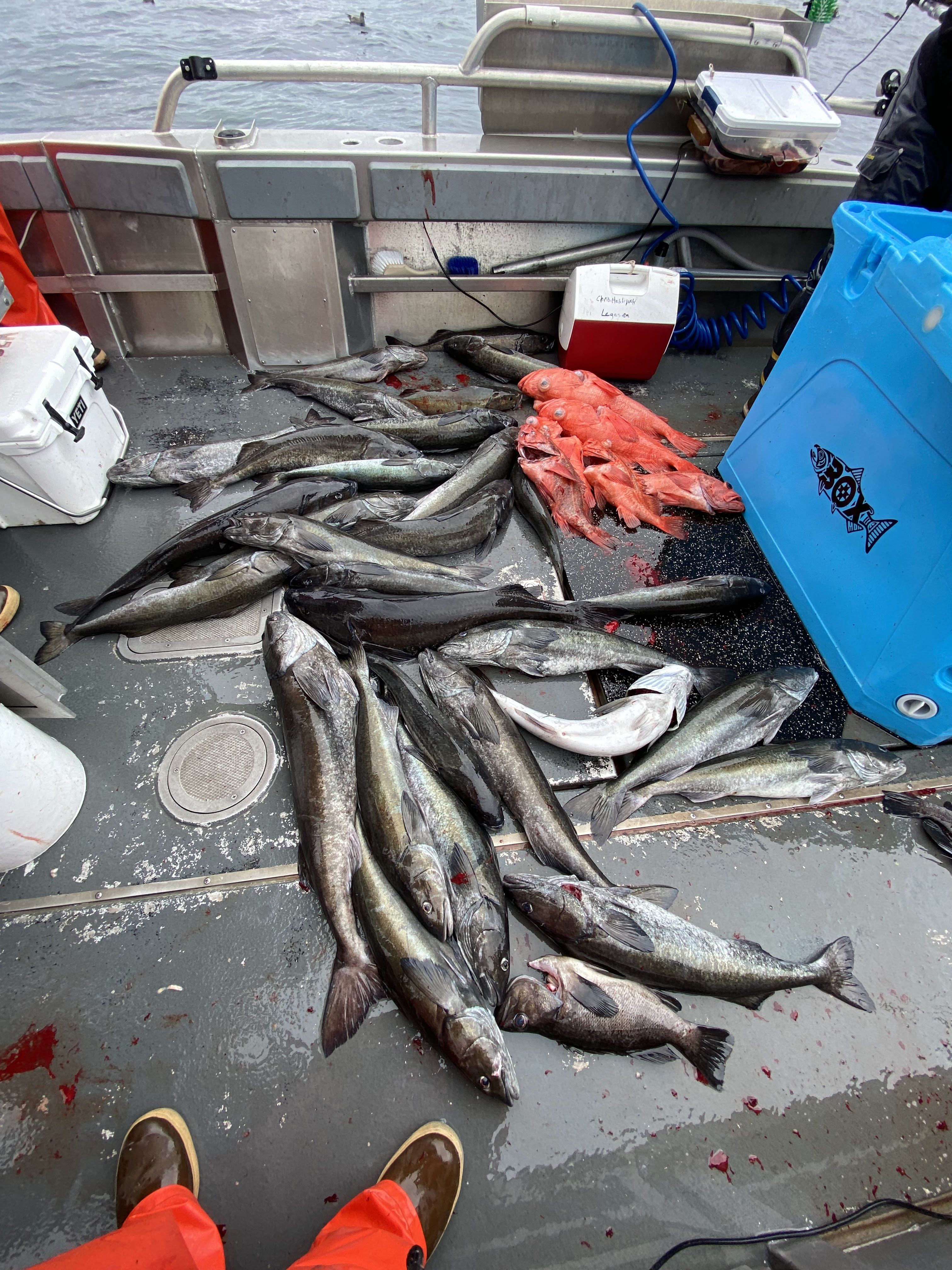 Black cod/Short Rakers