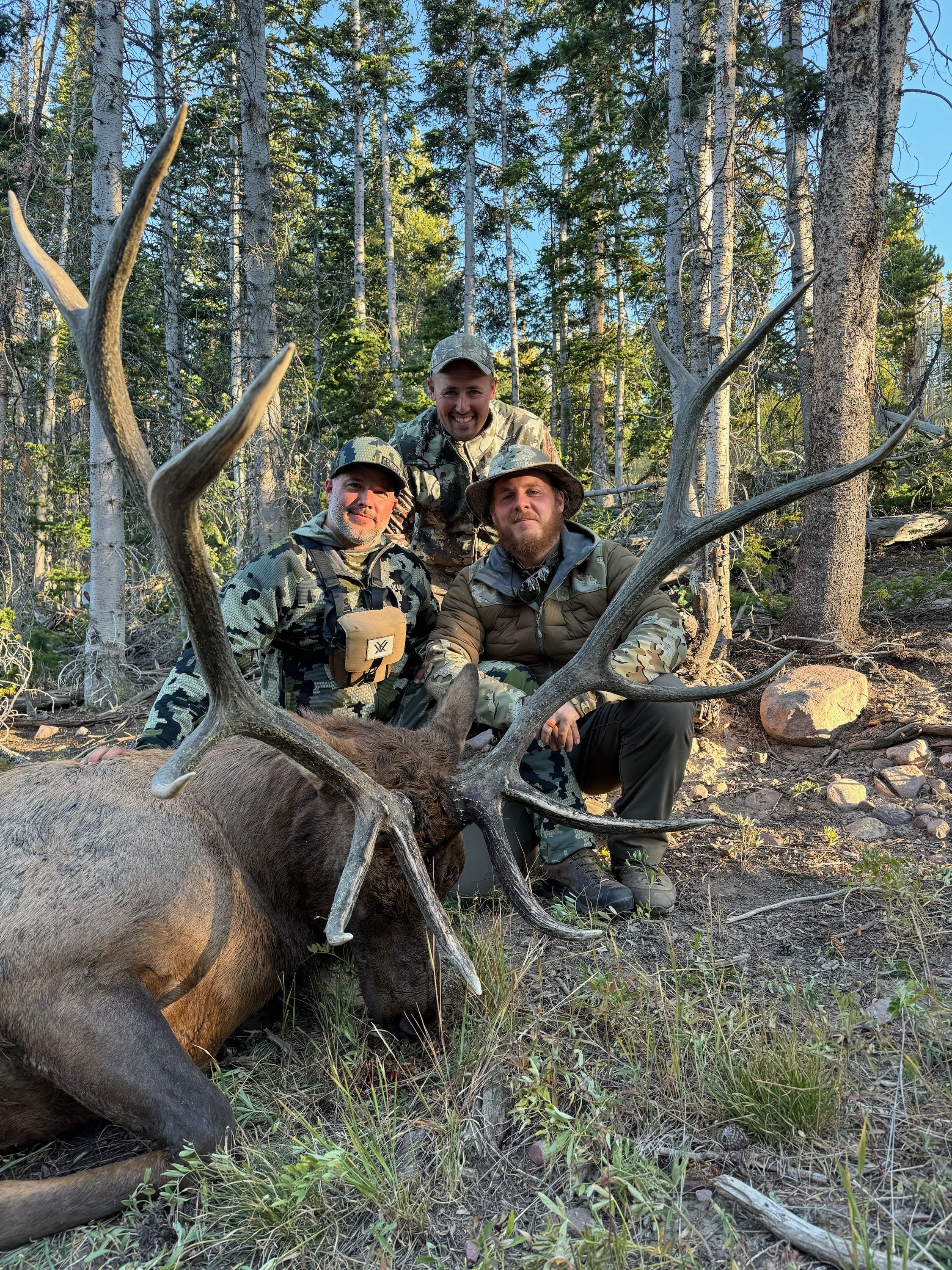 Utah Elk