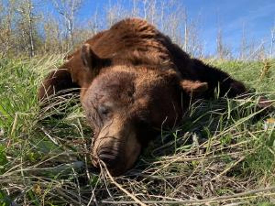 Black Bear 3