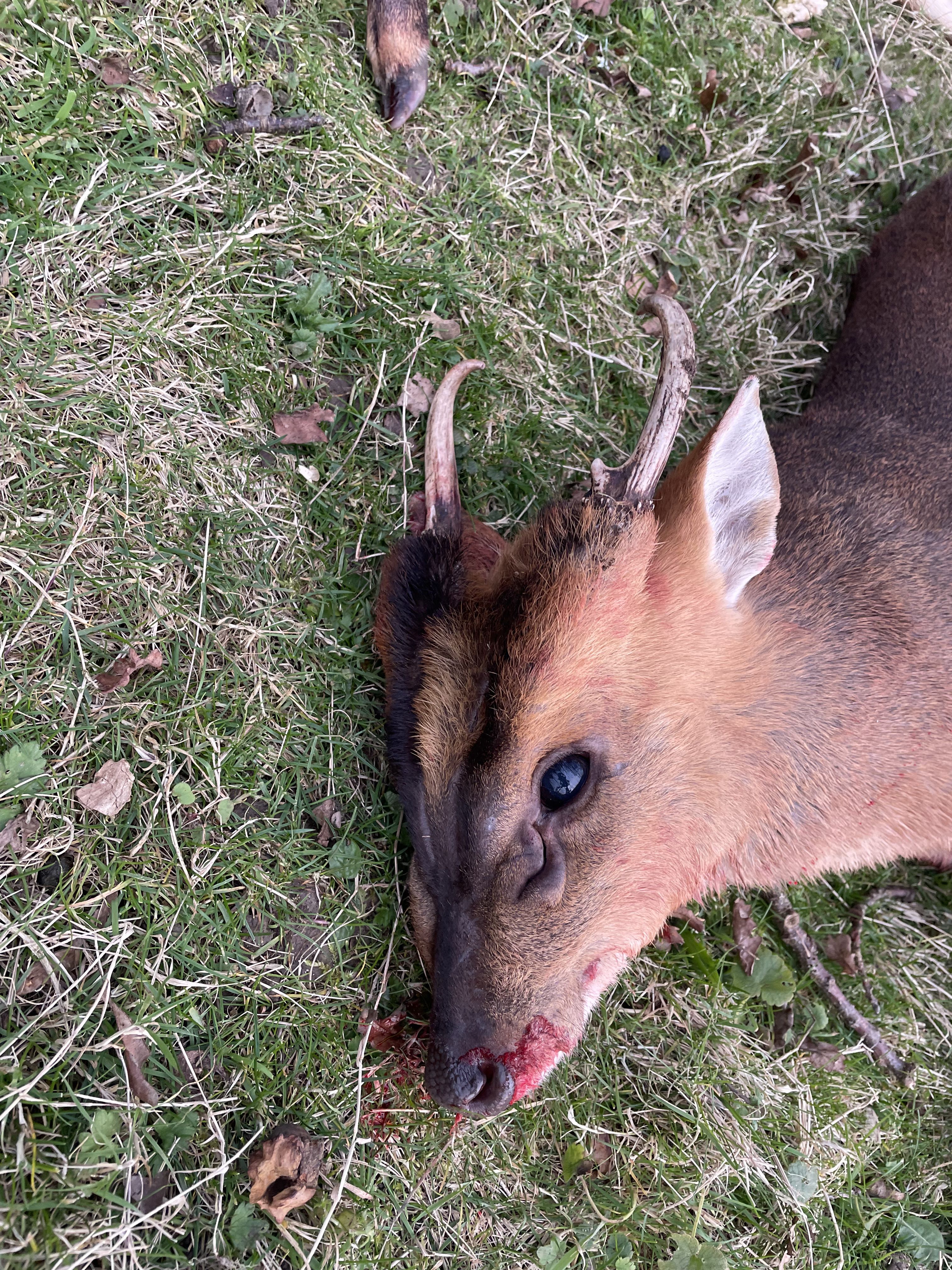 Muntjac
