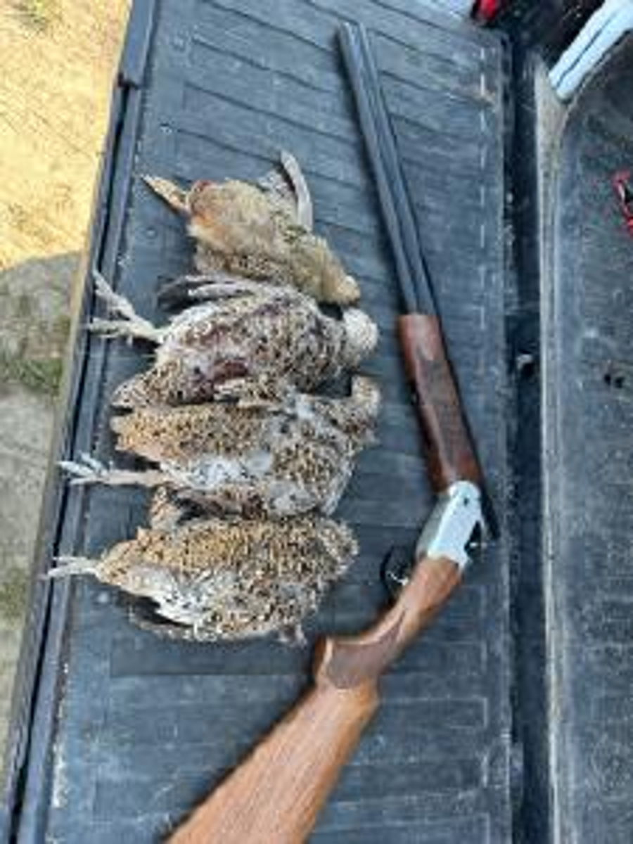 Upland Birds 3