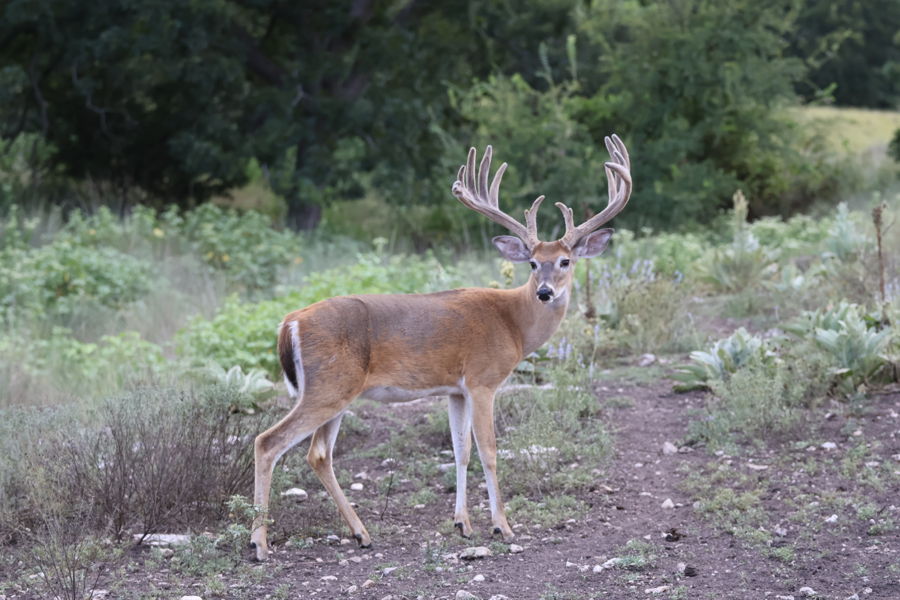 PM Guiding Service hunt photo