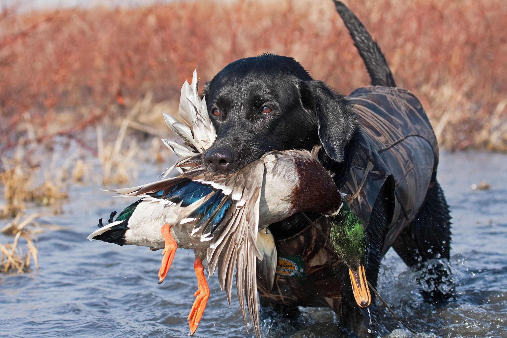 Upland bird hunt with bird dogs in pine country