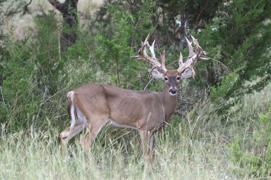 PM Guiding Service hunt photo