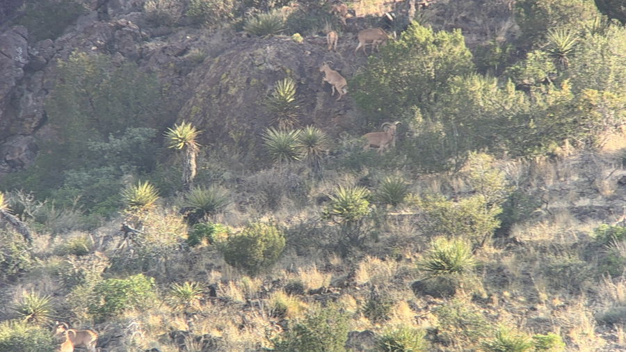 PM Guiding Service hunt photo