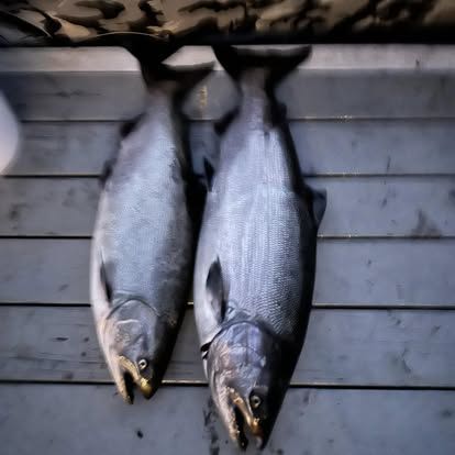 Open media 8