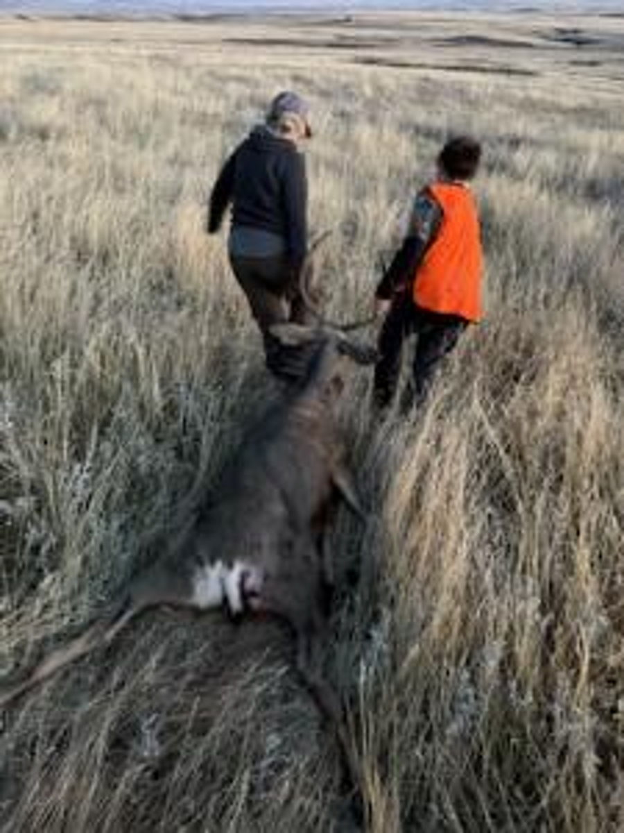 Mule Deer 6