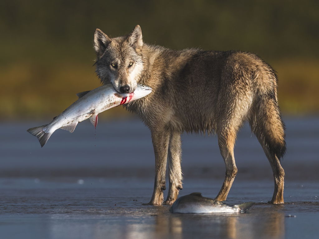 details-image