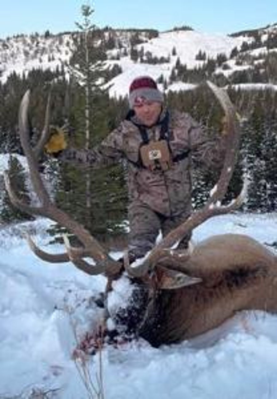 Elk 4