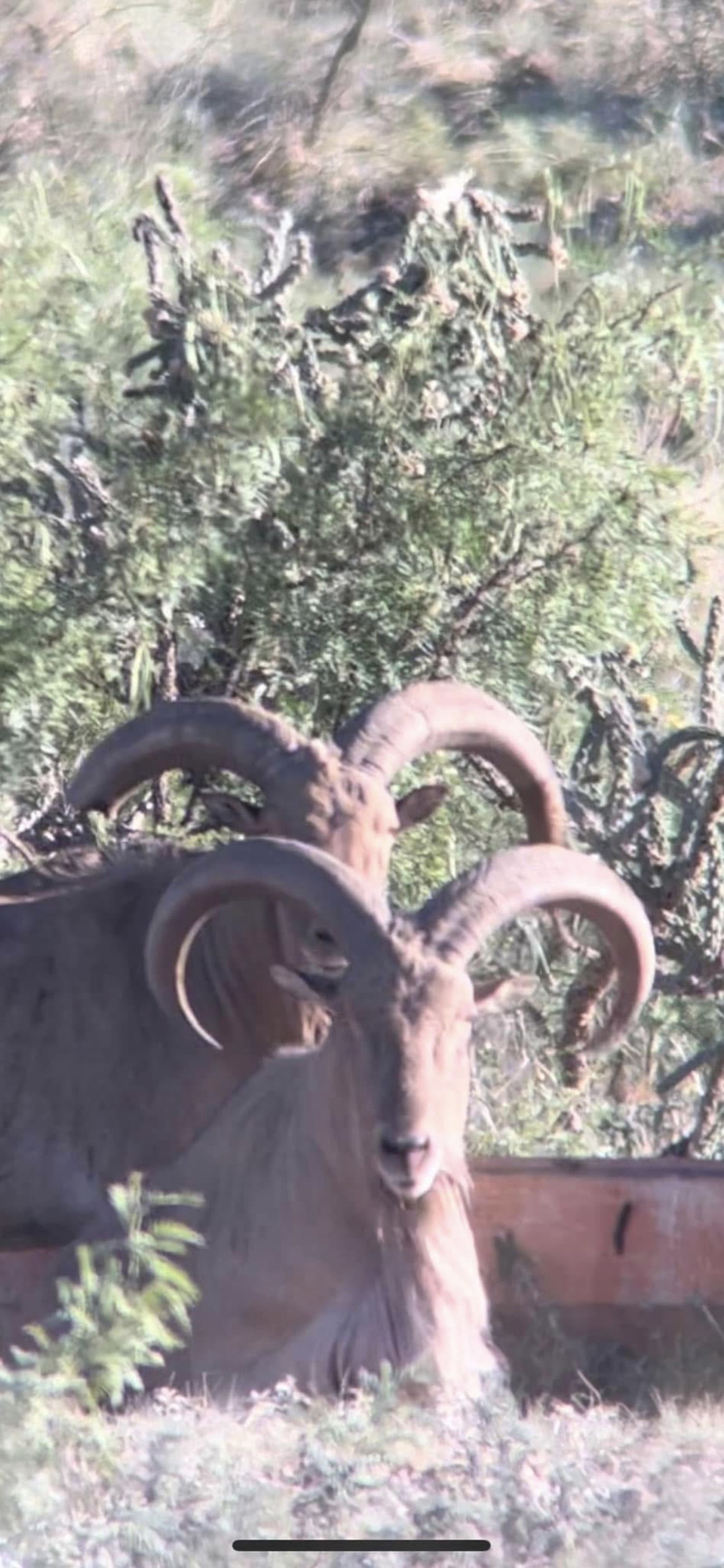 Free-Range West Texas Aoudad