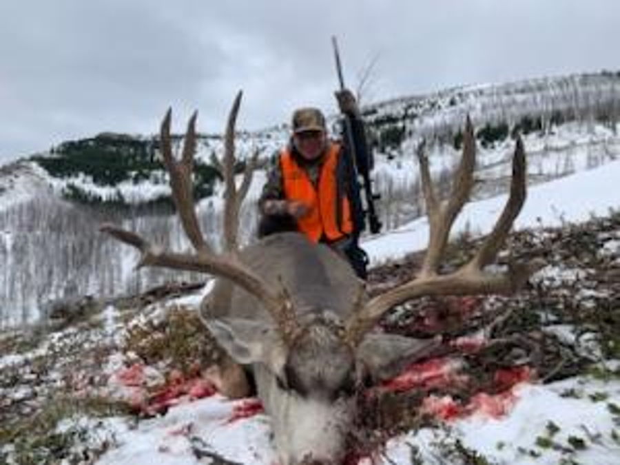 Mule Deer 1