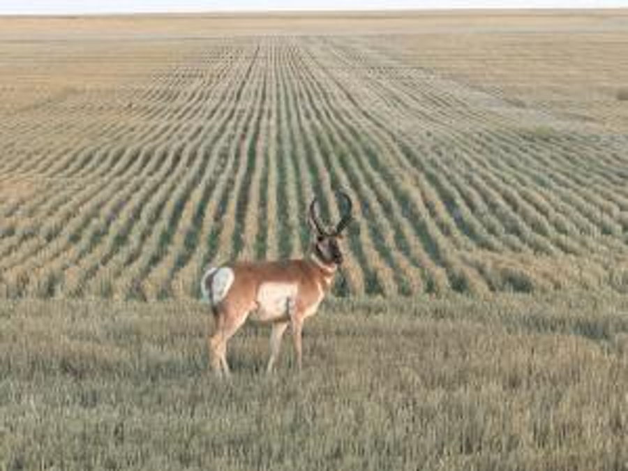 Antelope 5