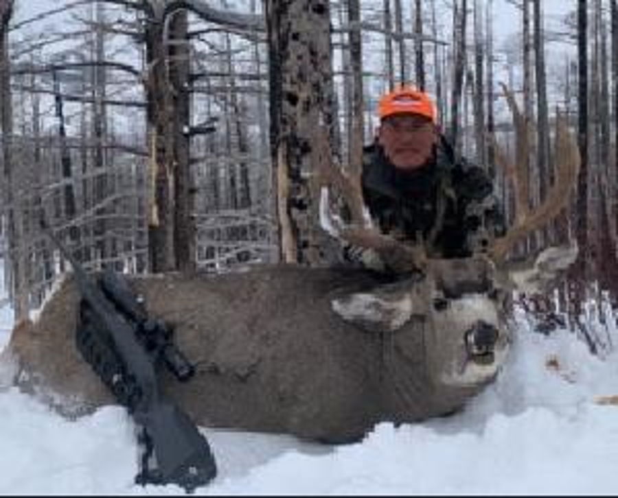Mule Deer 5