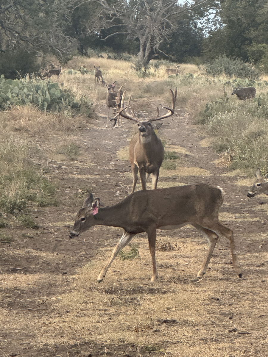 PM Guiding Service hunt photo